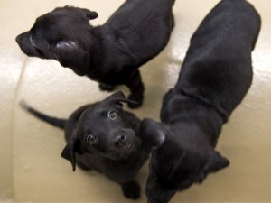 Animals that are available for free adoption at Young-Williams - Photo by Brianna Paciorka